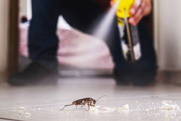 Best Mosquito Control Services  in Jasper, TX